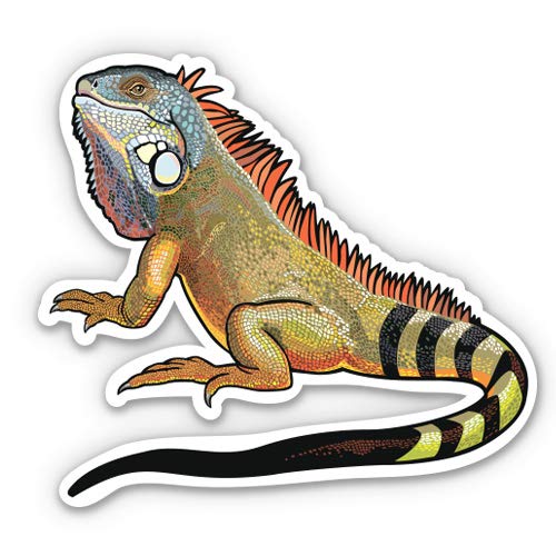 Iguana - 3" Vinyl Sticker - for Car Laptop I-Pad Phone Helmet Hard Hat - Waterproof Decal - size: 3"